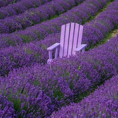 La Casa Della Lavanda Borgo Adorno
