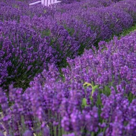 アパート La Casa Della Lavanda *