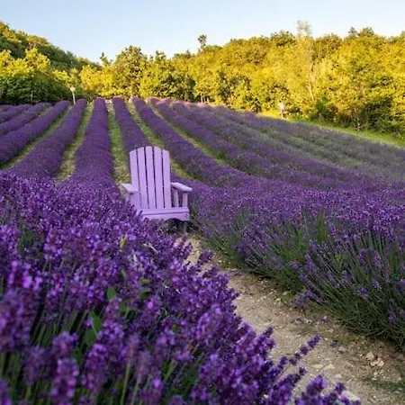 アパート La Casa Della Lavanda *