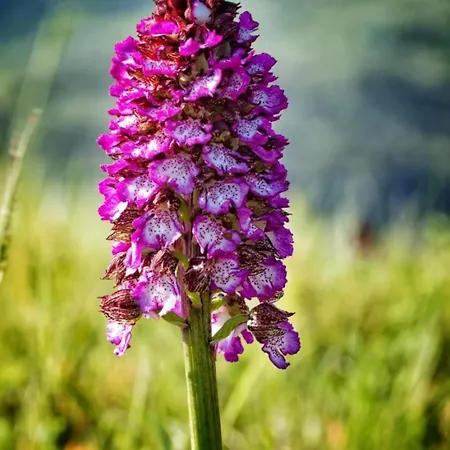 La Casa Della Lavanda アパート