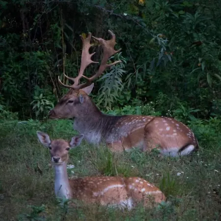 La Casa Della Lavanda アパート