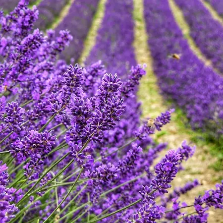 La Casa Della Lavanda