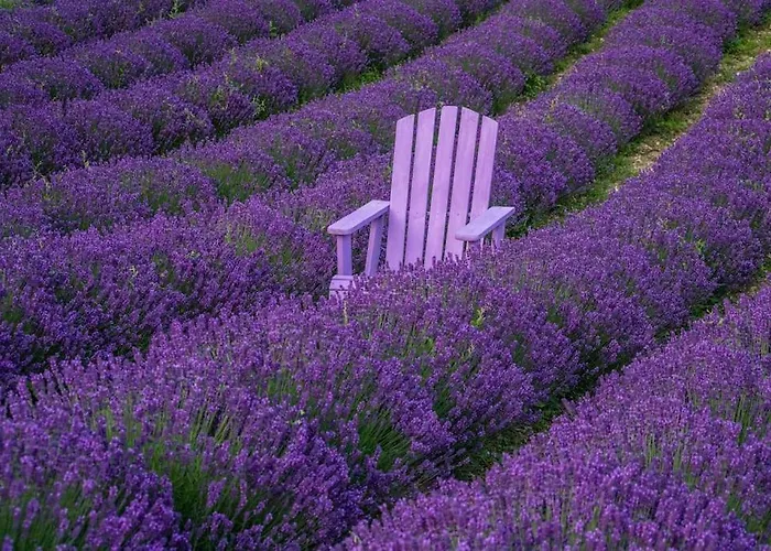 La Casa Della Lavanda Borgo Adorno
