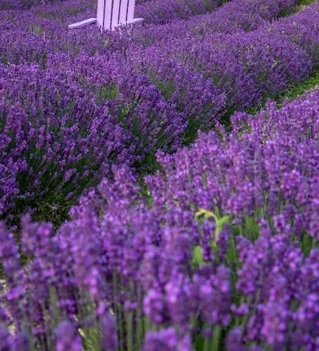 Apartament La Casa Della Lavanda *