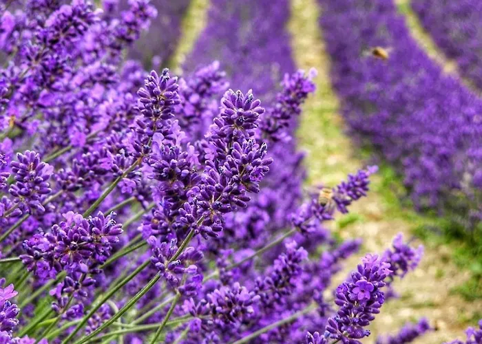 La Casa Della Lavanda